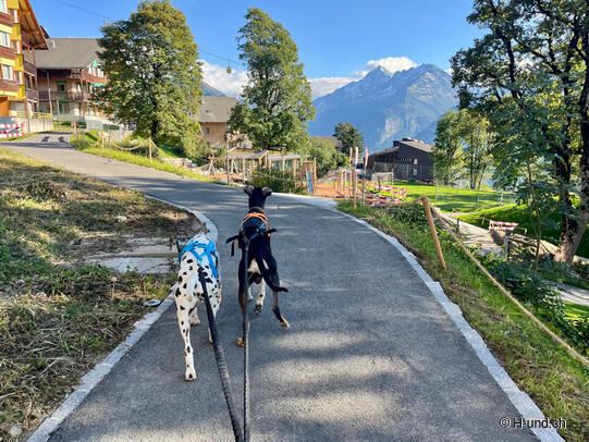 H-und.ch:Die Schweiz mit Hund erleben