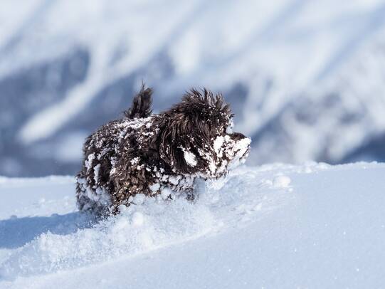 7.Regula Spiess mit Pepe, Wallis