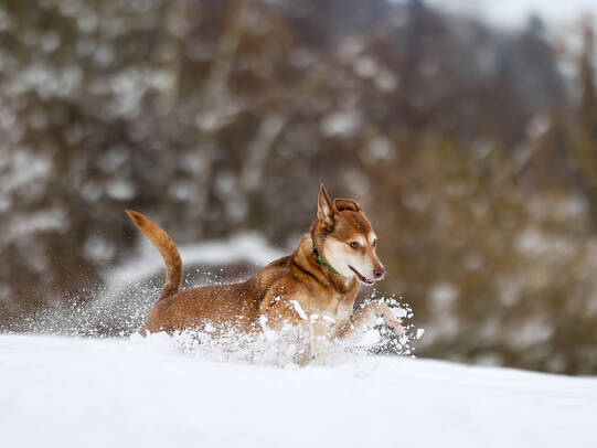 13. Daniela Rieder mit Rey, Inwil (LU)/Insta:@rey.zoe