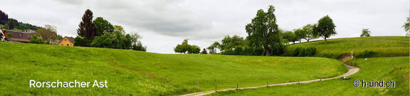 Chemin de Saint-Jacques avec chien de Rorschach à Rapperswil
