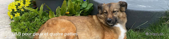 BnB pour deux et quatre pattes