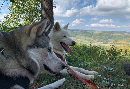 Brugg - Habsbourg - Wildegg - Birr